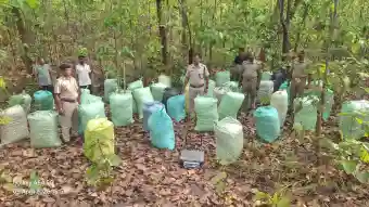 Over two tons of marijuana seized