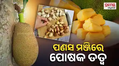 Jackfruit Seeds Vitamin Minerals Benifit Lifestyle