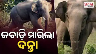 Elephant Attack