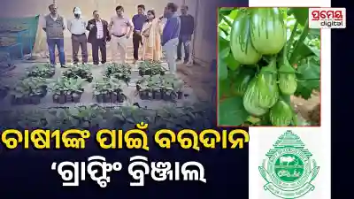 Grafted Brinjal
