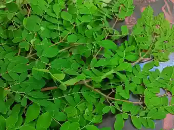 Moringa paratha and kidney health