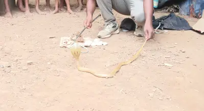 snak