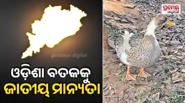 Odisha Kudu duck