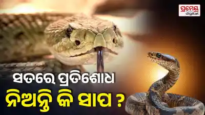 Why Do Snakes Come Back After One Is Killed? The Science Behind the Mystery