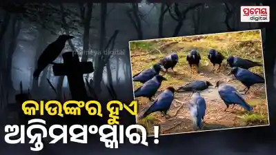 Crows showing mysterious mourning behavior