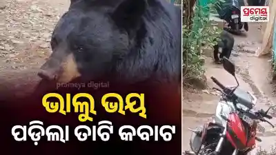 Nilgiri Bear Sightings Trigger Panic in Residential Areas