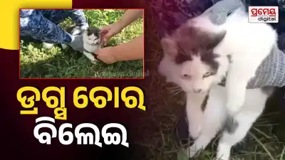 cat smuggling drugs