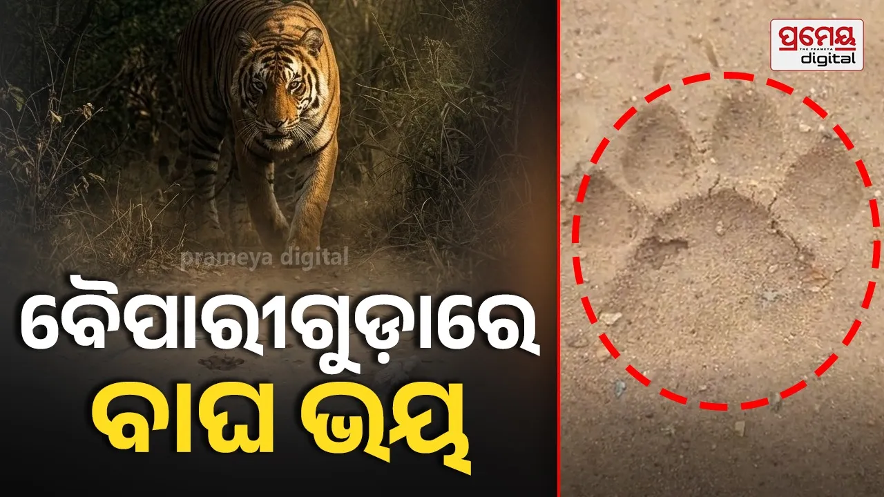 tiger
