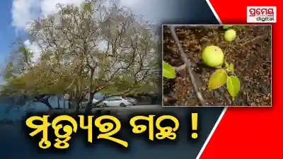 The "Tree of Death" You Should Never Go Near!