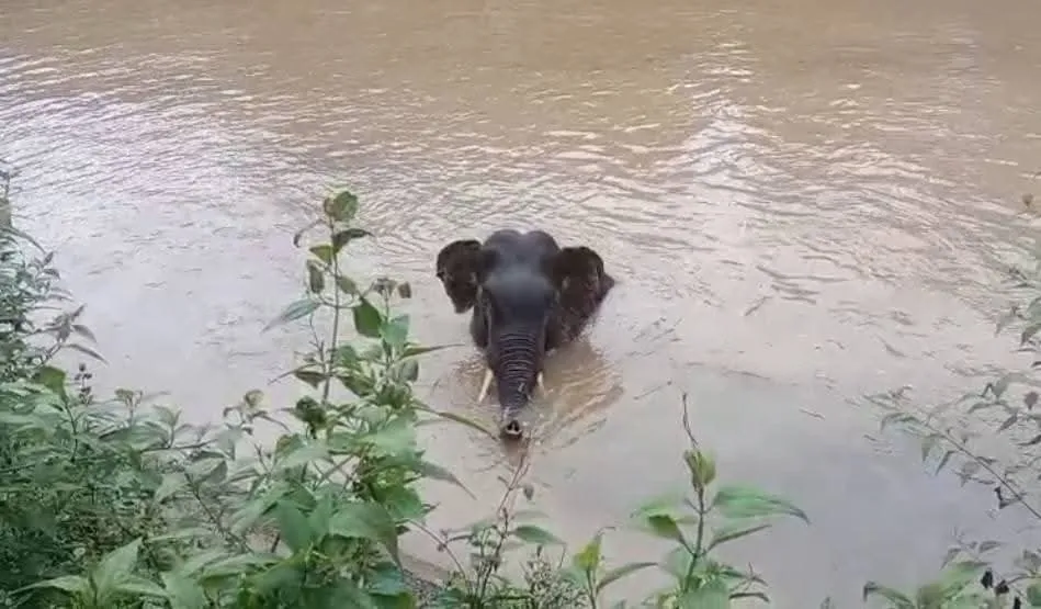 elephant
