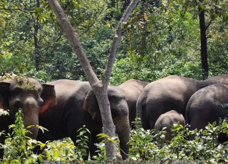 elephant 