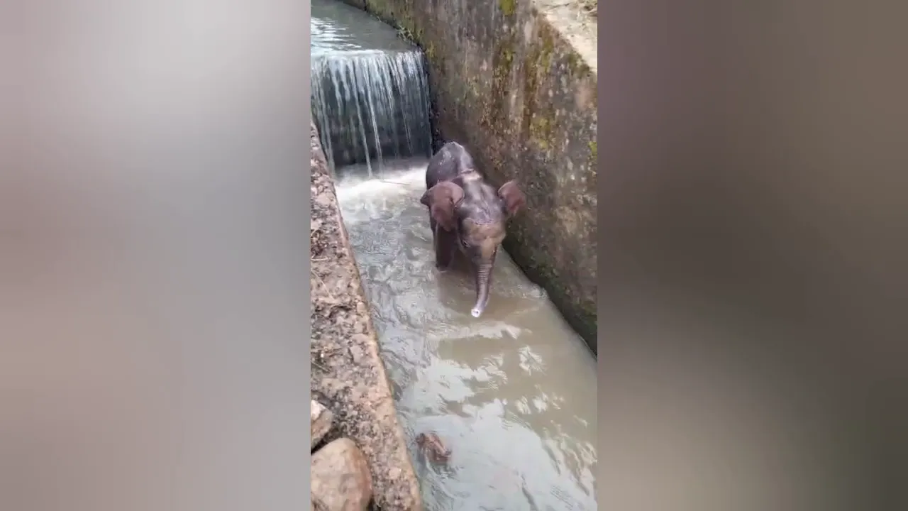 elephnat  