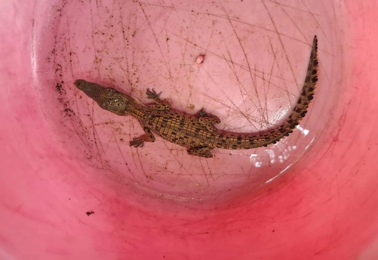 crocodile
