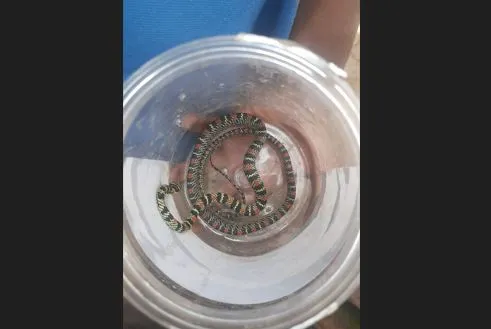 snake