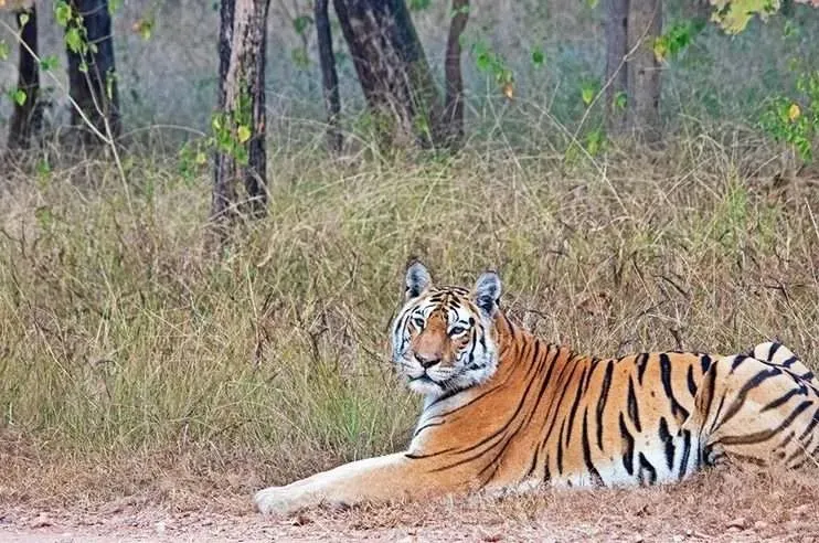 tiger 