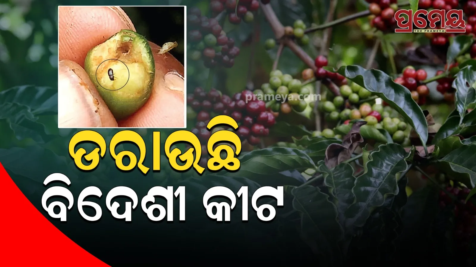 koraput