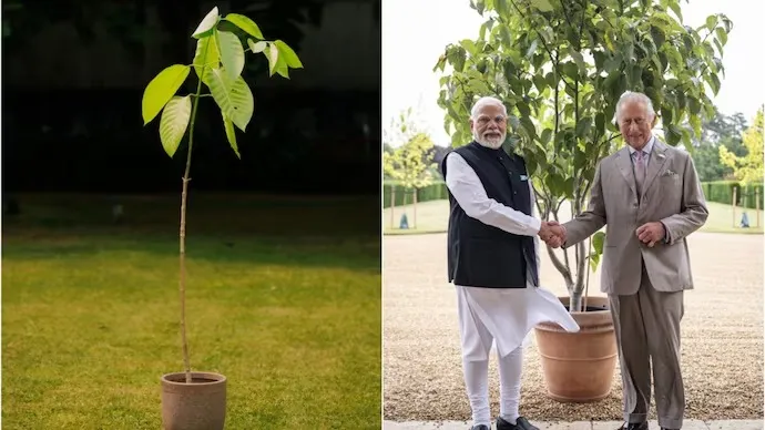 King Charles gifts Kadamb tree to PM Modi 