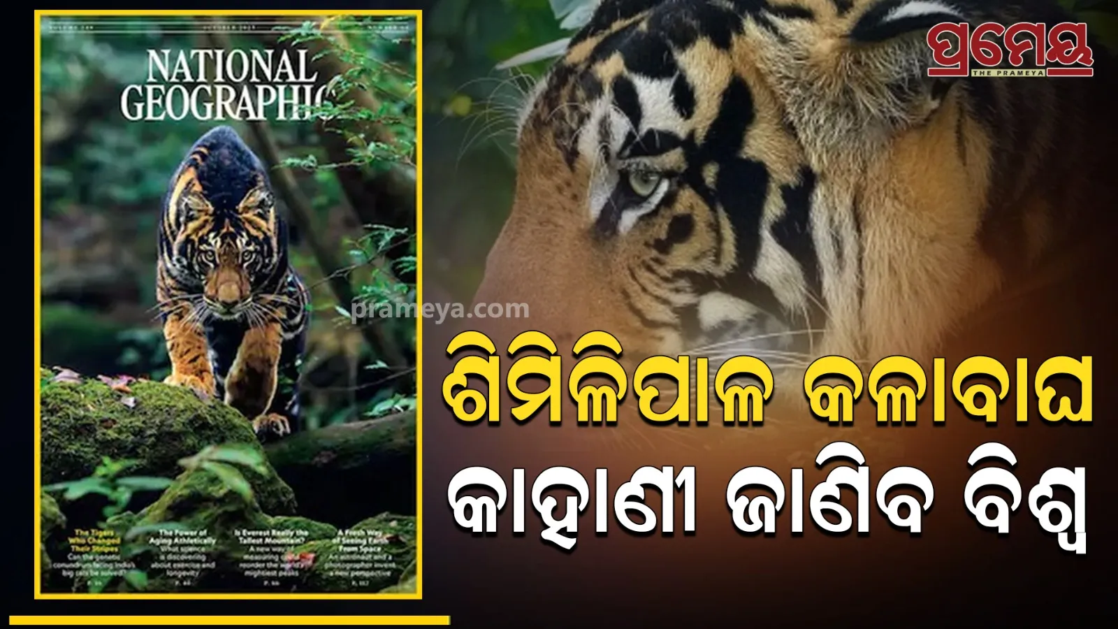 black tiger 