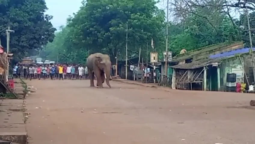 elephant