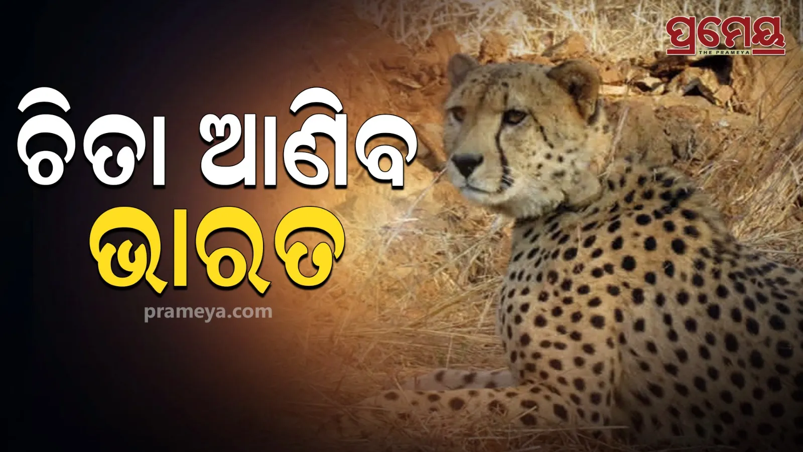 cheetahs 
