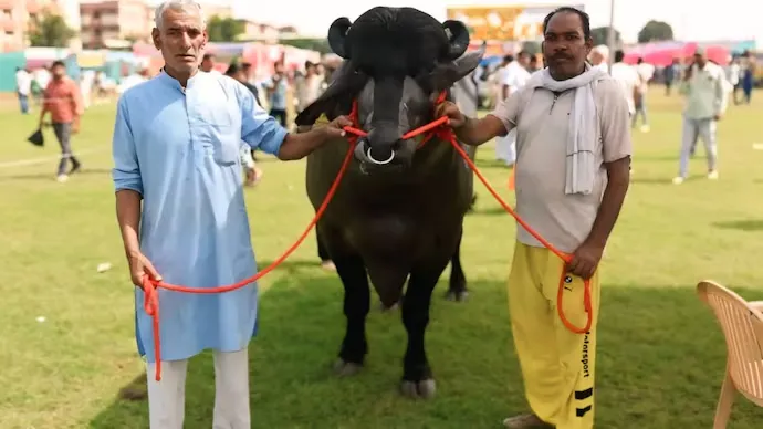 The price of buffalo is 8 crore rupees