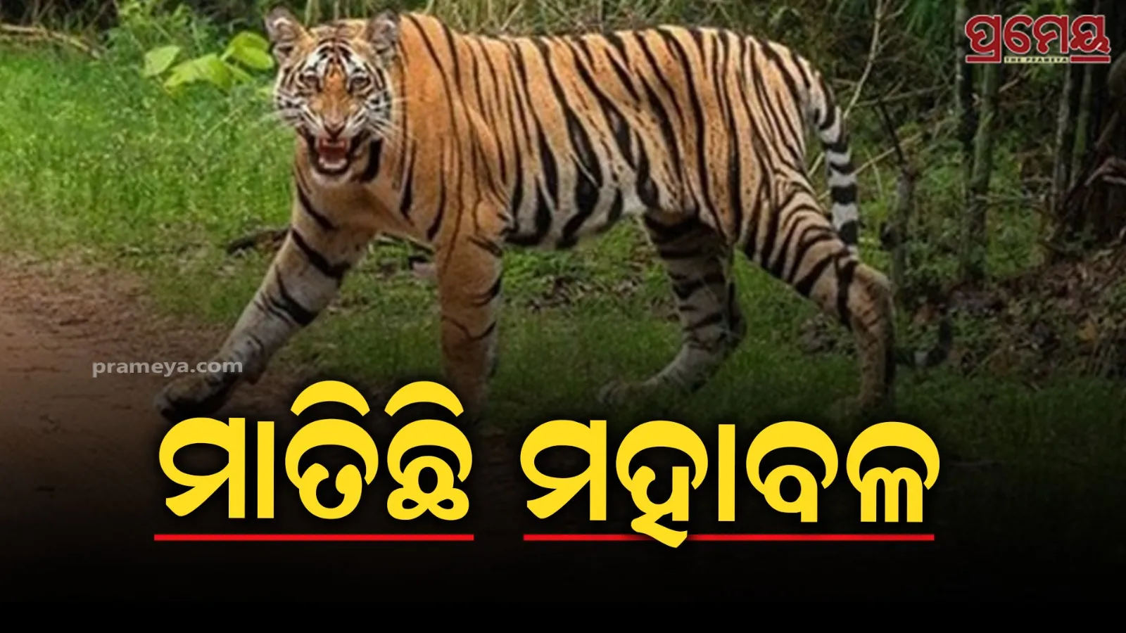 tiger
