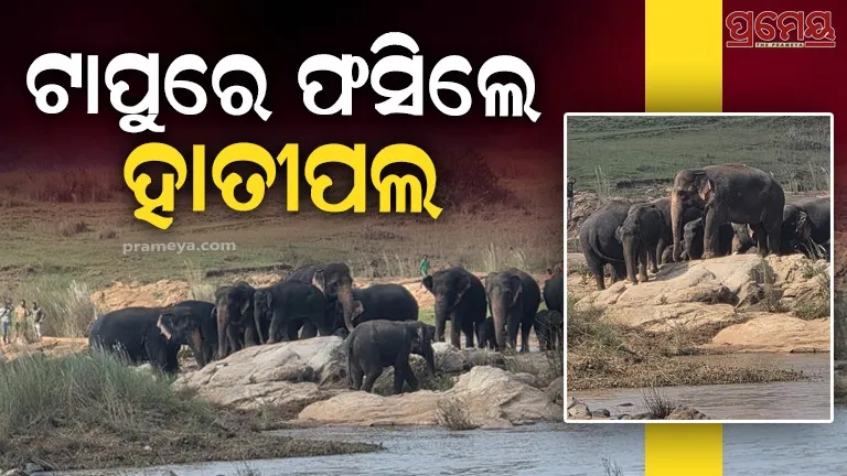 elephant