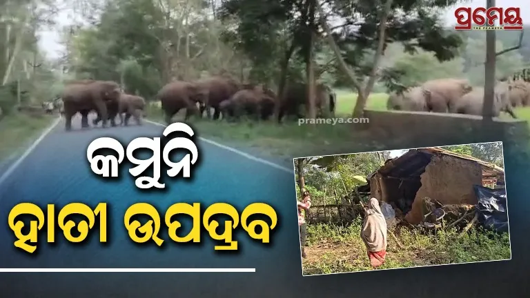elephant broke 4 houses in patana range keonjhar dist