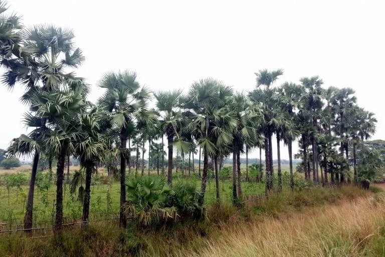 palm tree 