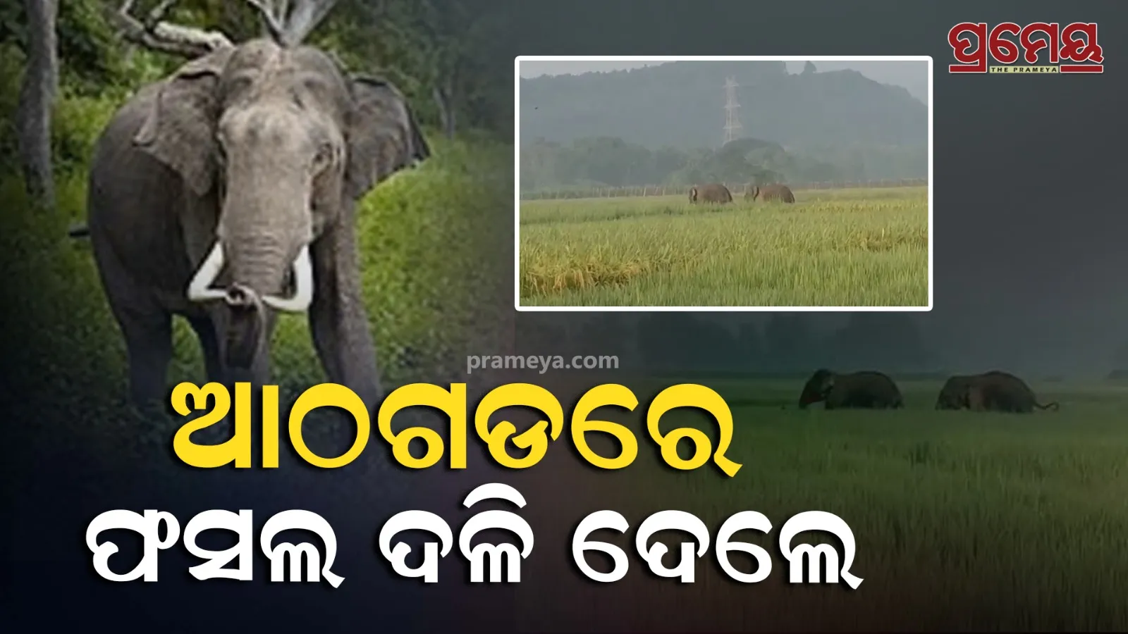 elephant 
