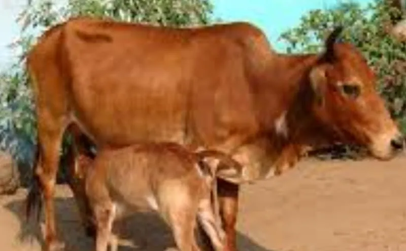 cow
