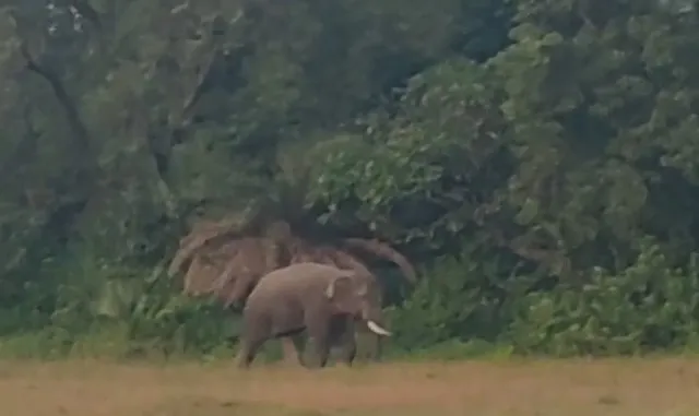 elephant