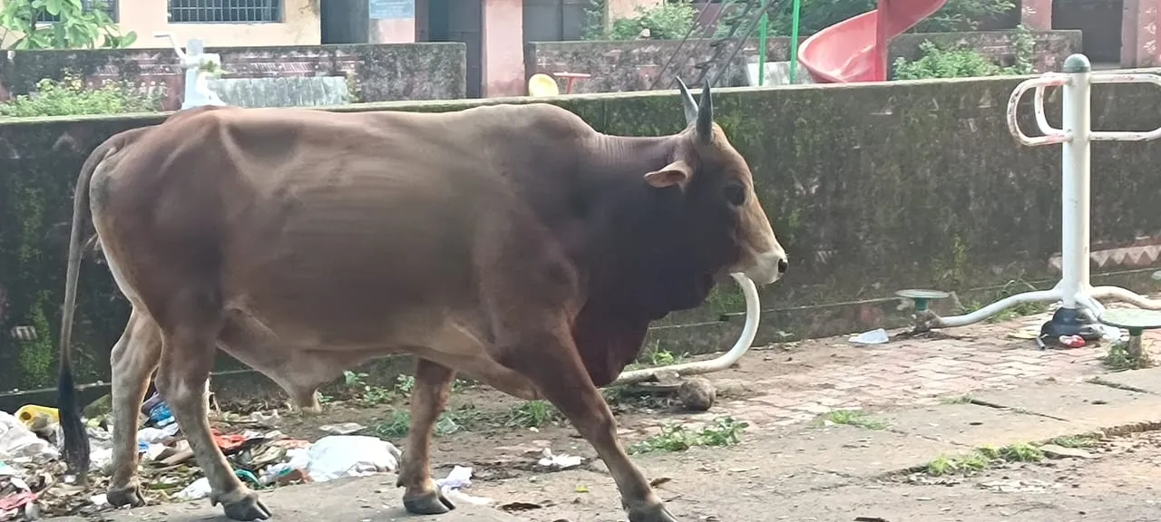 bullok