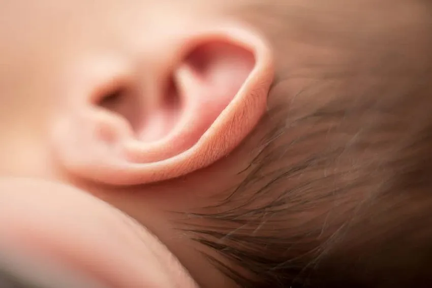 ear