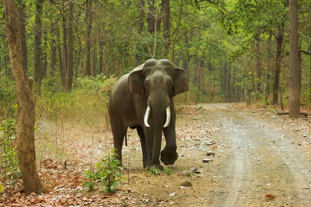 Elephant