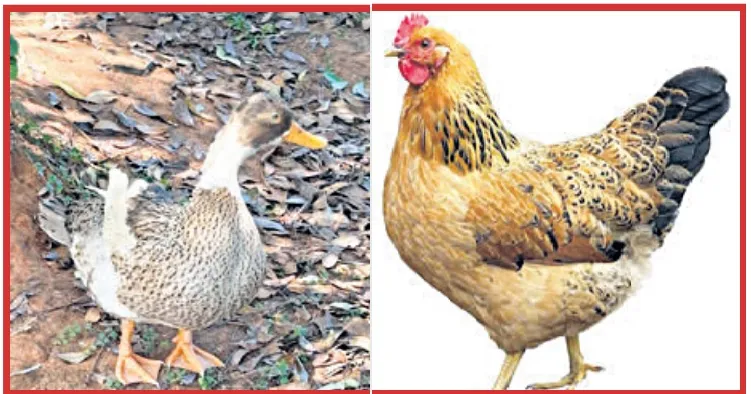 chiken 