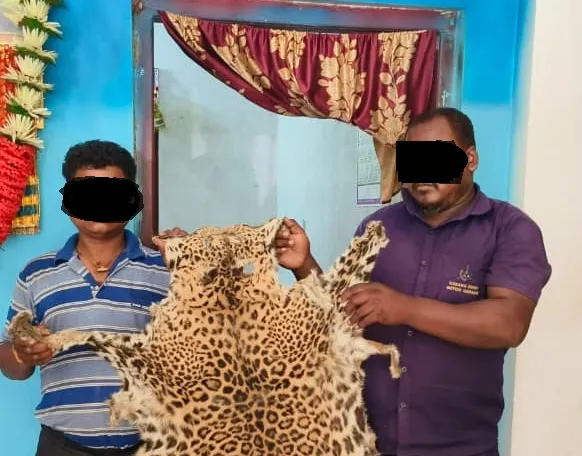tiger skin seized