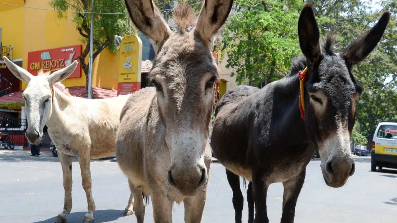 Madhya Pradesh 