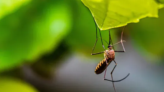 mosquito