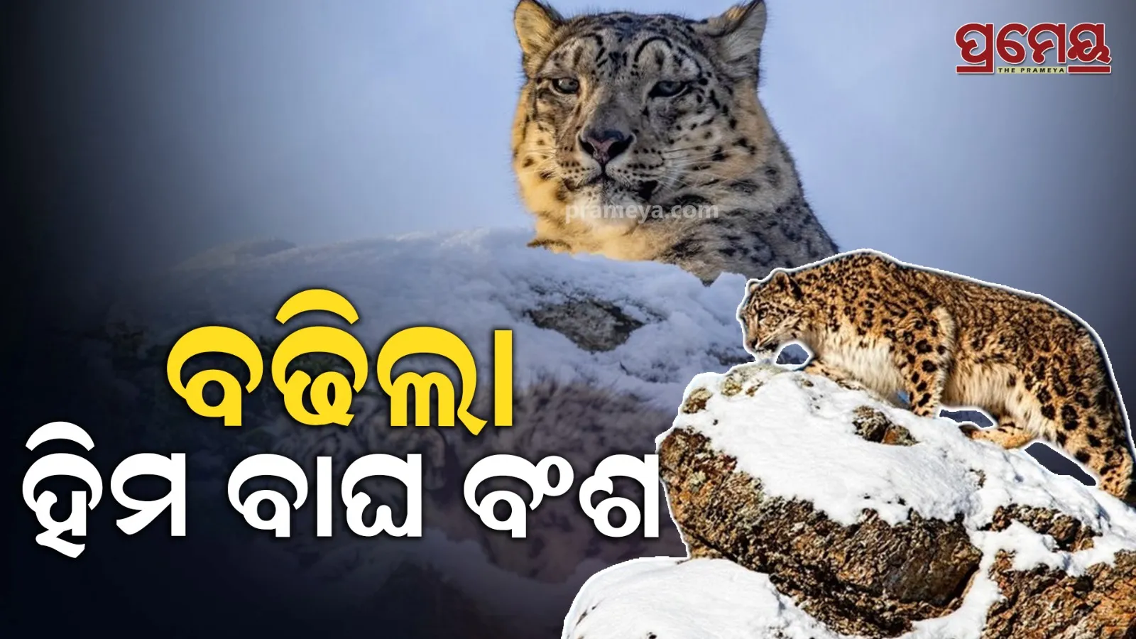 Snow leopards