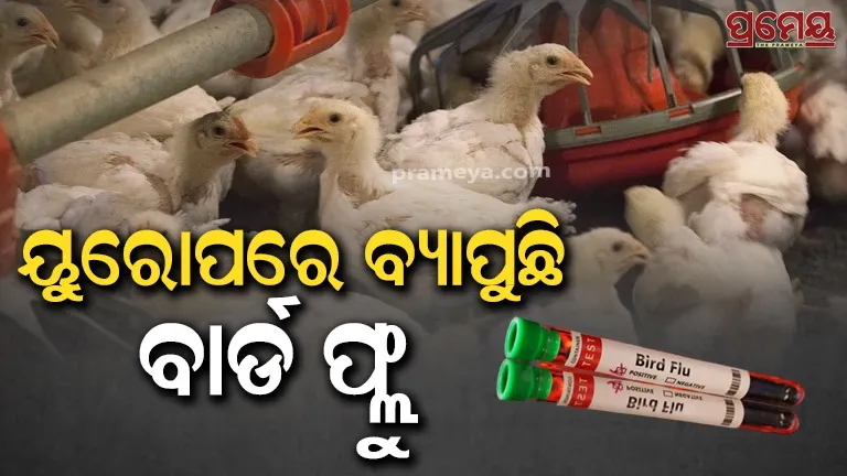 Bird flu scare in Europe
