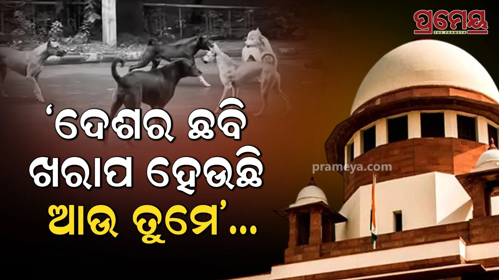 supreme court on stray dog case