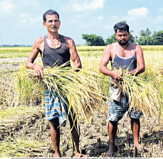 farmer 