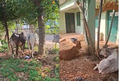 cow