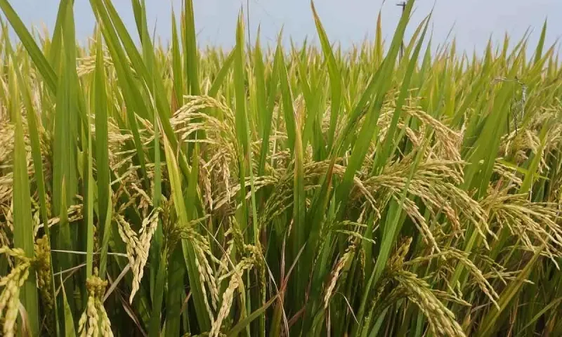 crop