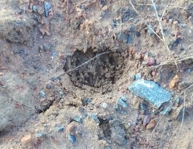 tiger foot print