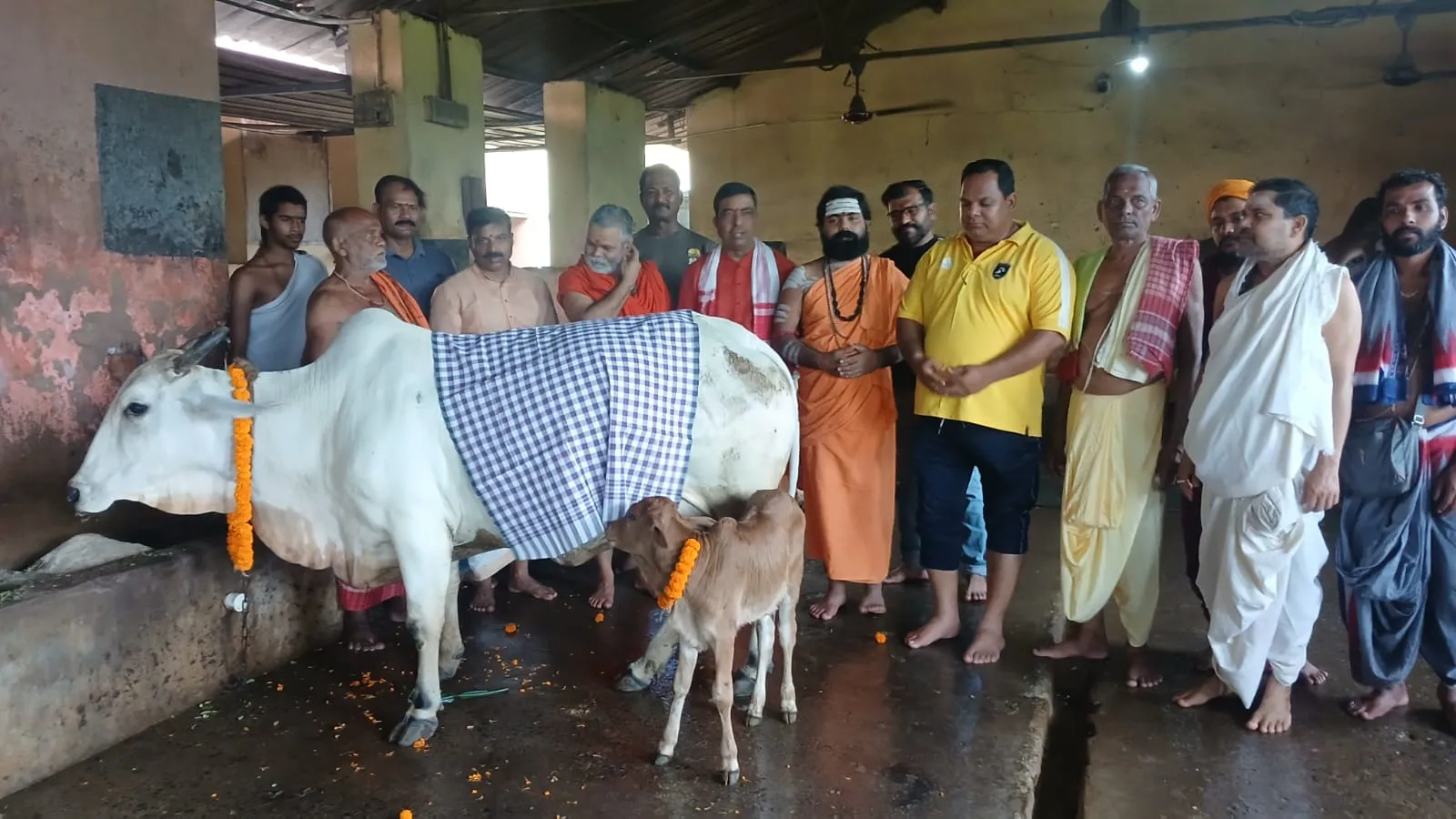 Gopashtami 2025: Why Cow Worship Is Sacred