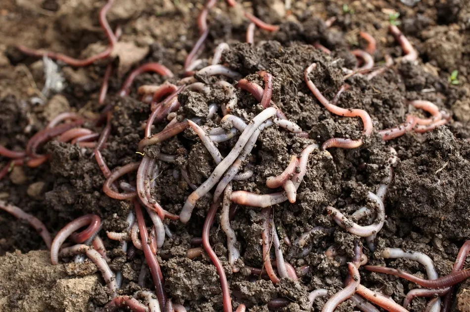 Vermicompost
