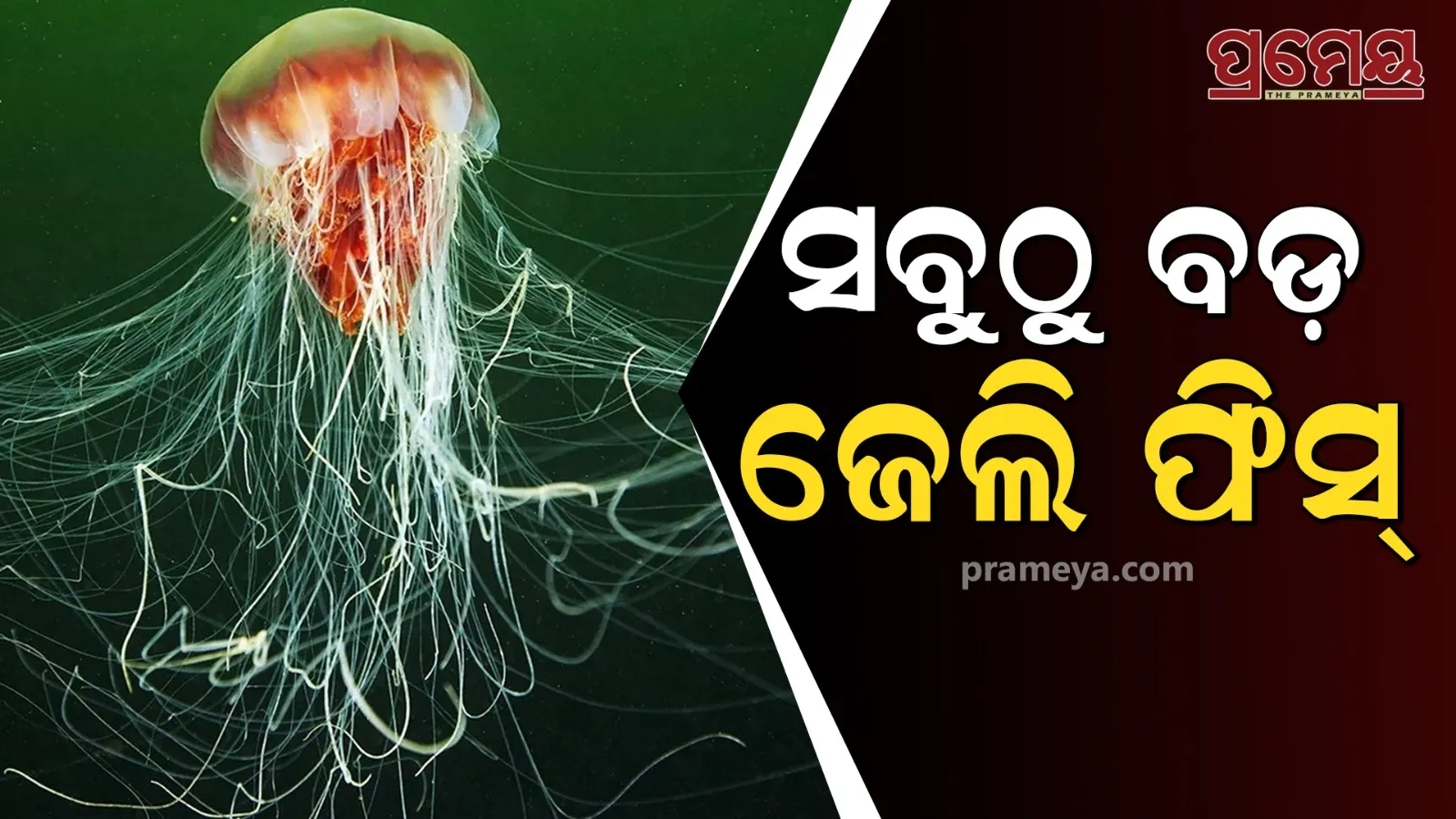 jellyfish