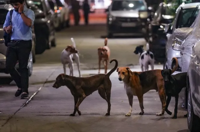 stray-dog